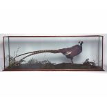 Taxidermy cased ornamental pheasant in naturalistic setting, 19 x 56ins