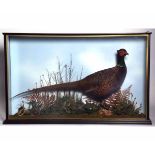 Taxidermy cased pheasant in naturalistic setting, 20 x 40ins