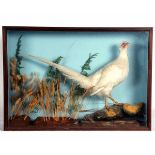 Taxidermy cased Piebald Pheasant in naturalistic setting 22 x 31ins