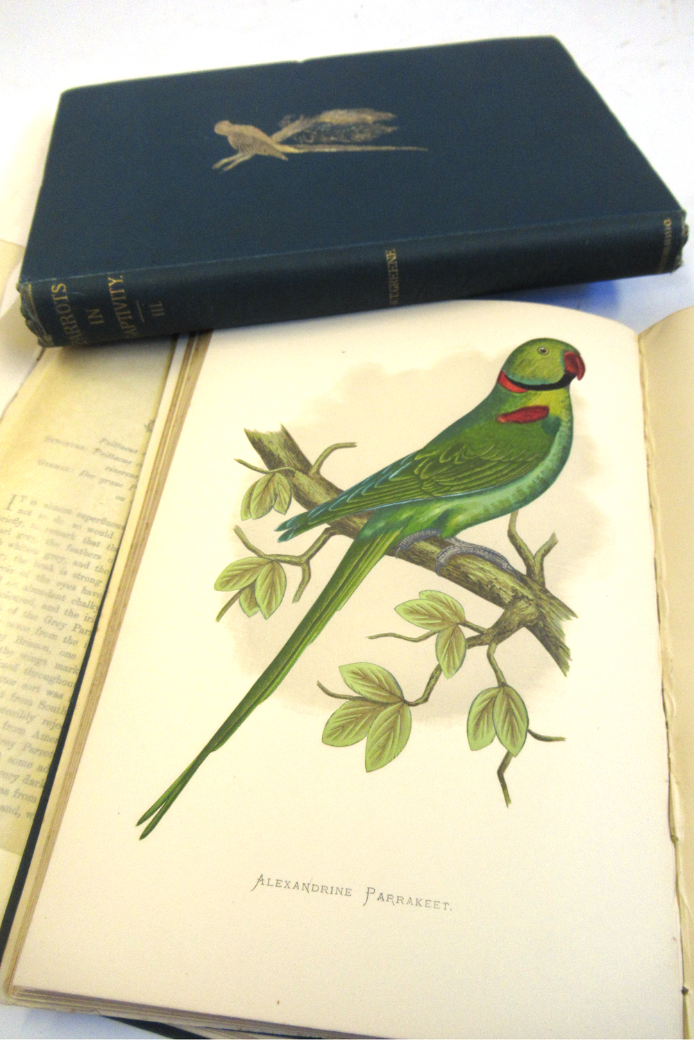 WILLIAM THOMAS GREEN: PARROTS IN CAPTIVITY WITH NOTES ON SEVERAL SPECIES BY THE HON & REV FG DUTTON, - Image 4 of 6