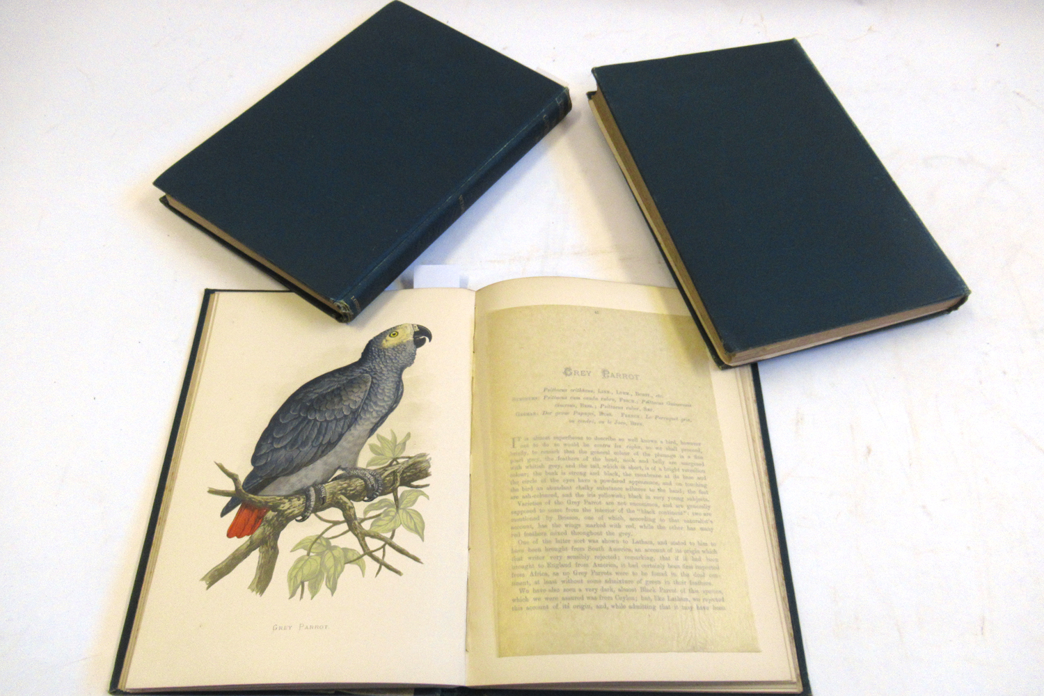 WILLIAM THOMAS GREEN: PARROTS IN CAPTIVITY WITH NOTES ON SEVERAL SPECIES BY THE HON & REV FG DUTTON, - Image 5 of 6