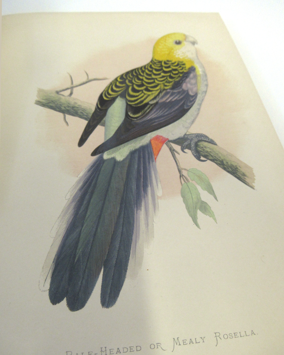 WILLIAM THOMAS GREEN: PARROTS IN CAPTIVITY WITH NOTES ON SEVERAL SPECIES BY THE HON & REV FG DUTTON, - Image 3 of 6