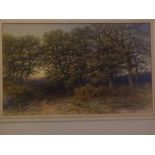 Peter Deakin, signed watercolour, Woodland view, 12 x 21ins