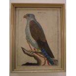 Pair of antique hand coloured engravings, Bird subjects, 8 x 6ins (2)