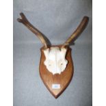 C20th 2 point antlers