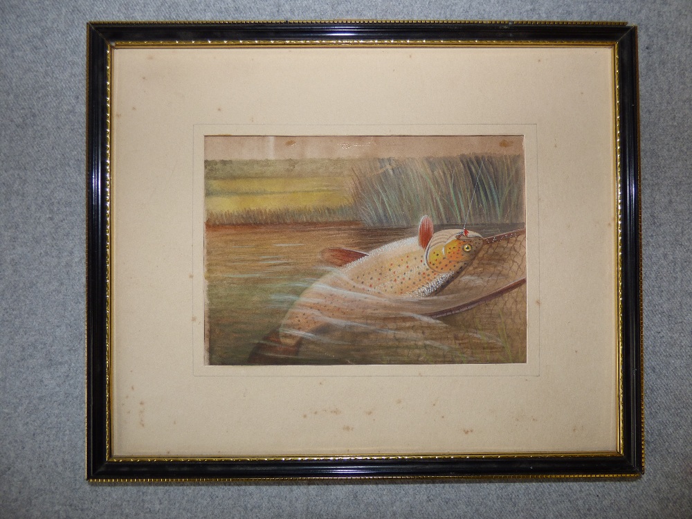 Water colour of a brown trout being landed, bears signature 'Roland Knight' 12H x 17Wcm