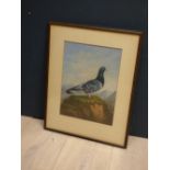 Oil painting portrait of a racing pigeon on a highland peak, 39x29cm