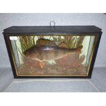 Taxidermy perch in glass case in an aquatic setting 28H x 46Wcm