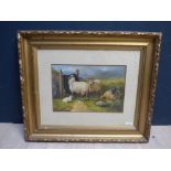 Gilt framed oil painting of black face sheep in a highland landscape 24.5 cm x 37 cm PLEASE always