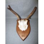 C20th 2 point antlers PLEASE always check condition before bidding or email condition report