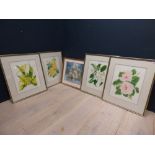 Peggy Parker (contemporary) A set of 4 botanical studies, watercolours, signed & a stil life study