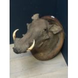 Antique taxidermy warthog's head on oak shield PLEASE always check condition PRIOR to bidding, or