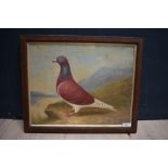 Oil painting study of a racing pigeon in a landscape 35x29cm PLEASE always check condition PRIOR