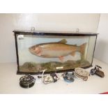 Taxidermy Rainbow trout set in aquatic setting in bow front glass case with label 'Caught By K. L.