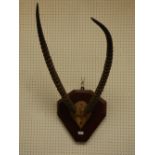 Pair of gazelle antlers on an oak shield