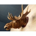 Victorian taxidermy 'Moose head on wooden shield', antler stretch 107 cm, nose to shield 114 cm,