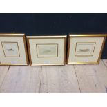 REV. CHARLES DICKER, set of 3, C19th, watercolours "Green Grasshopper", "Brown Grasshopper" and "