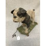 Victorian paper mache automation model Bulldog on wheels with pull chord bark & nodding head