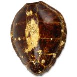 Large Antique Tortoise Shell With Barnacles. Good condition. Measures 31-1/2" x 27" W. We Will Not