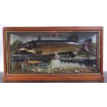 An early 20th century taxidermy pike, preserved by A J Rodwell; together with a jack-pike,