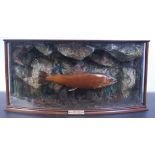 An early 20th century taxidermy stuffed and mounted perch,