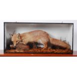 A taxidermy stuffed and mounted fox with partridge in its mouth,