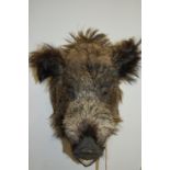 A reproduction resin boars head