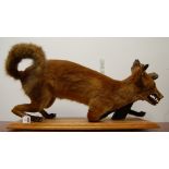 A modern taxidermy fox,