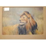 David Rankin - lion, oil on board, signed and dated lower right '67,