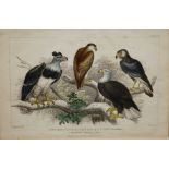 J Stewart - set of five colour engravings depicting birds of prey,