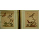 A pair of 19th century hand-coloured engravings depicting birds and insects,
