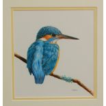 **KEVIN** Hickman - study of a kingfisher upon a branch, gouache,