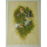 Robert Coppillie - Birds amidst a thistle branch, gouache, signed lower right,