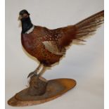 A 20th century taxidermy pheasant mounted on wooden plinth