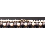 A cultured white and grey pearl necklace as graduated and knotted beads with 9ct gold clasp length