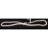 A graduated cultured pearl single string necklace having 9ct carat white gold clasp,