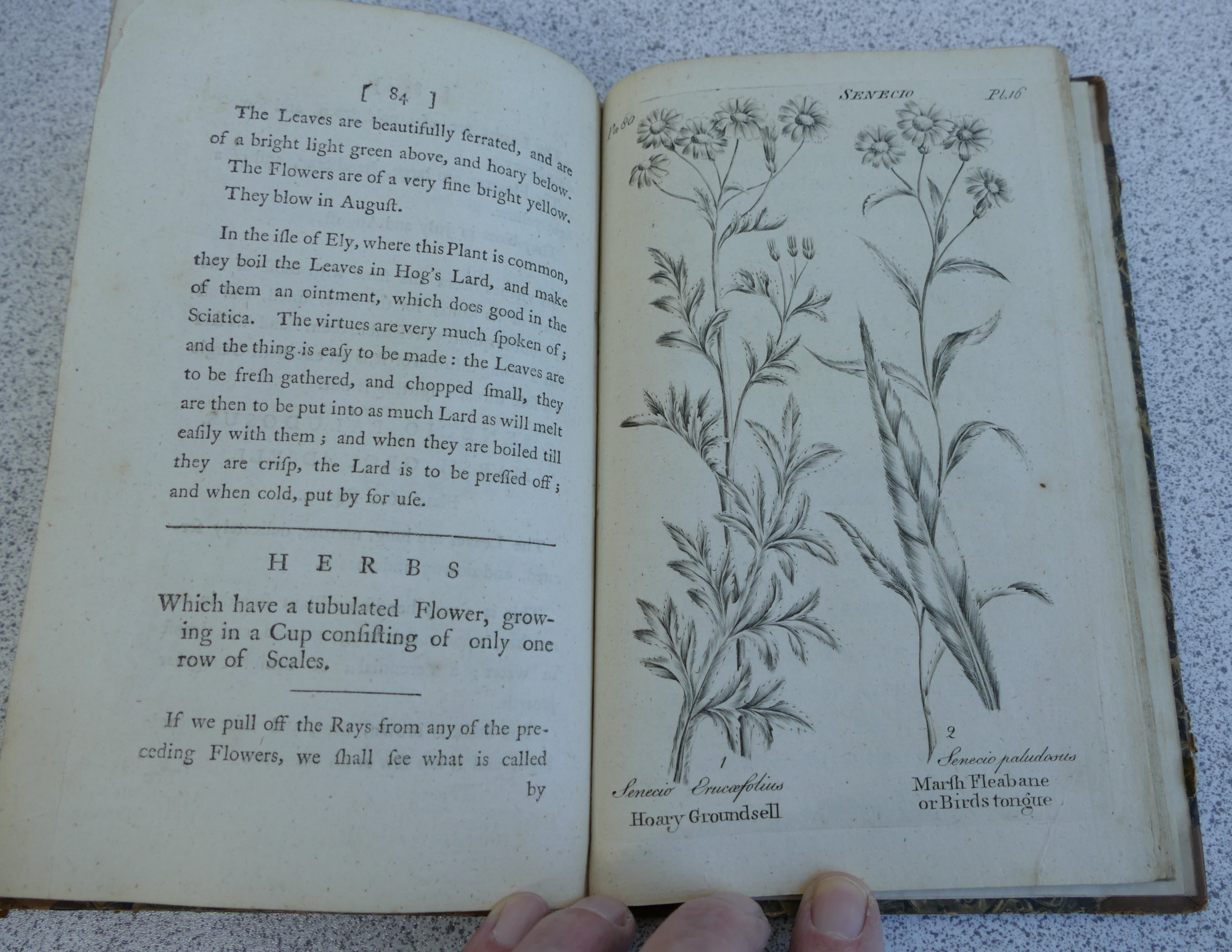 HILL John Sir, Virtues of British Herbs, London 1771, 4th edition with additions, Parts 1 and II, - Image 7 of 7