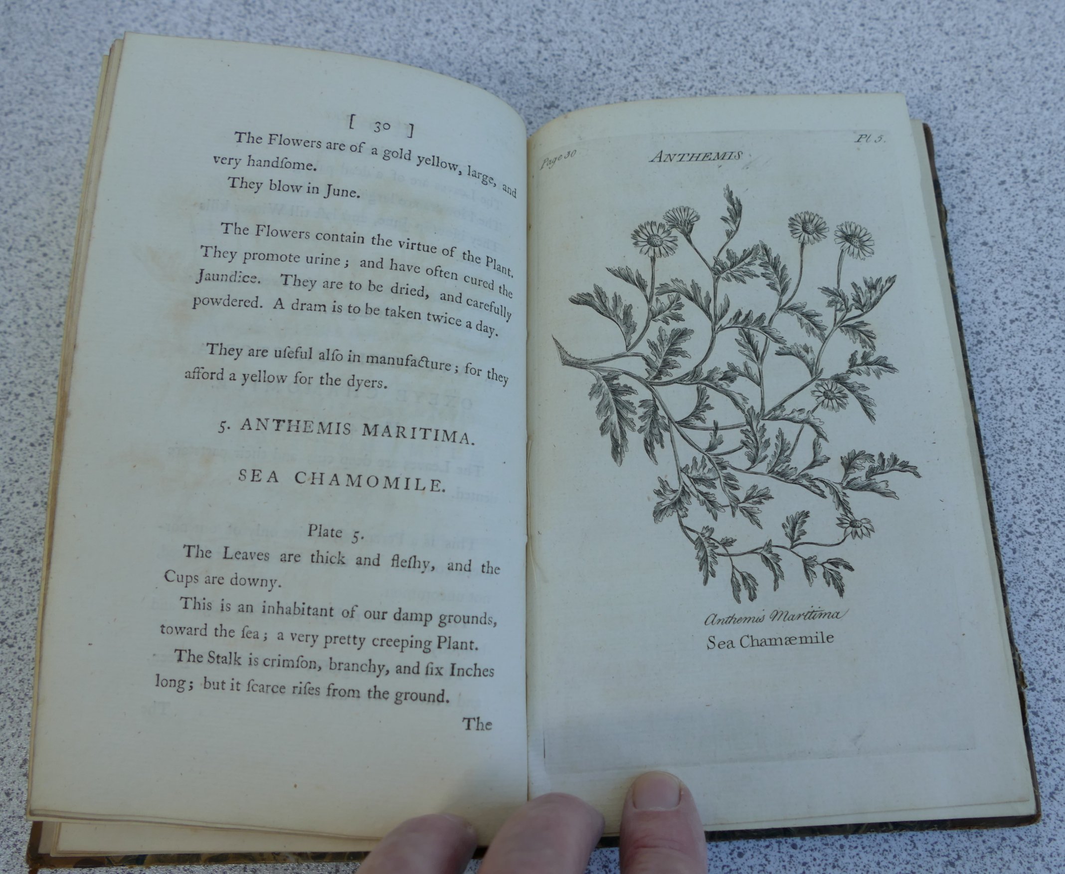 HILL John Sir, Virtues of British Herbs, London 1771, 4th edition with additions, Parts 1 and II, - Image 4 of 7