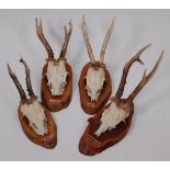 Roe Deer (Capreolus capreolus) four pairs of juvenile antlers on cut upper skulls and mounted on a