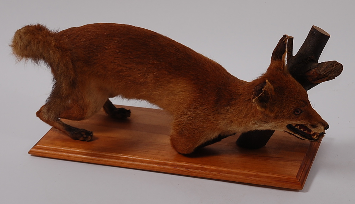 A taxidermy fox (Vulpes vulpes), in stalking pose on a pine plinth, h.31cm.