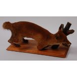 A taxidermy fox (Vulpes vulpes), in stalking pose on a pine plinth, h.31cm.