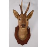 A taxidermy Roe Deer (Capreolus Capreolus) shoulder mount on oak shield bearing a label for G.