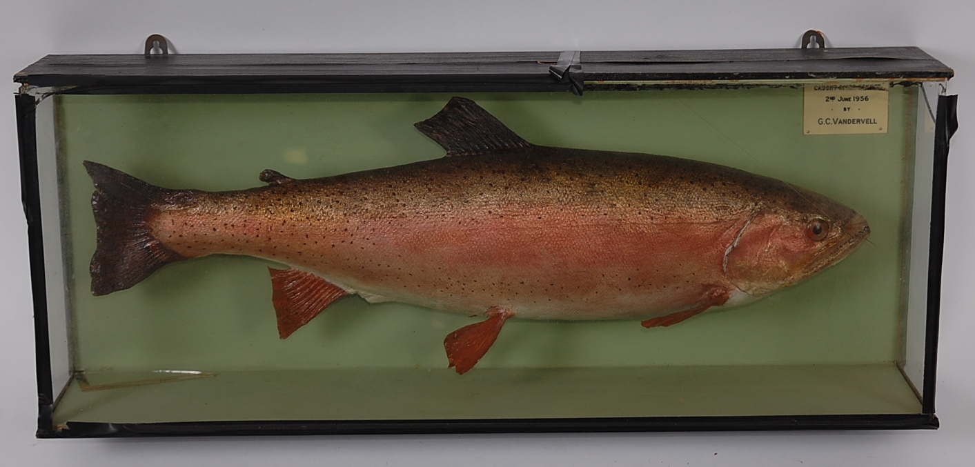 A mid-20th century taxidermy Rainbow trout (Oncorchynchus mykiss),