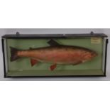 A mid-20th century taxidermy Rainbow trout (Oncorchynchus mykiss),