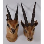 A taxidermy Gazelle (Gazella), head mount, 12cm, together with one other similar example.