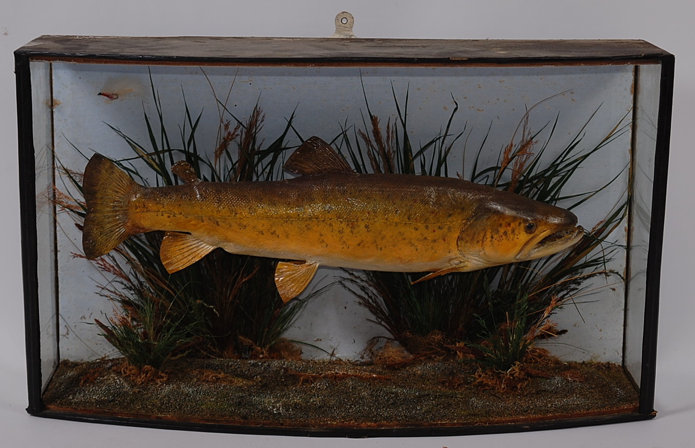 An early 20th century taxidermy Brown trout (Salmo trutta),