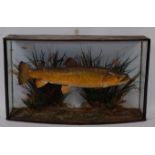 An early 20th century taxidermy Brown trout (Salmo trutta),
