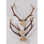 Roe Deer (Capreolus capreolus) three pairs of adult antlers on cut upper skulls,