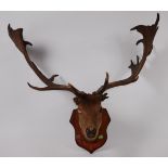A taxidermy Fallow Deer (Dama dama), mid-20th century, shoulder mount on mahogany shield back, 88cm.