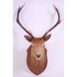 A taxidermy Roe Buck (Capreolus capreolus), shoulder mount, on an oak shield back, 58cm.
